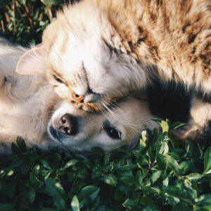Pet Products